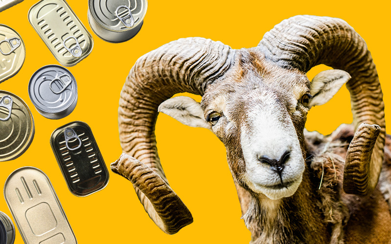 A group of cans and a ram on a VCU Gold background.
